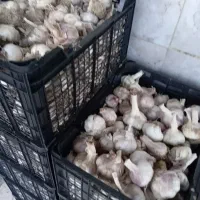 سیر مغان