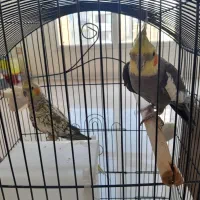 جفت عروس هلندی مولد