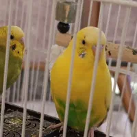 مرغ عشق جفت