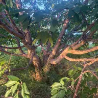 چوب درخت گیلاس(مناسب برای منبت کاری و صنایع دستی)