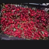 آلبالو پیوندی 130تومن