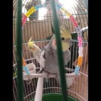 عروس هلندی نر و ماده