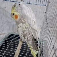 عروس هلندی