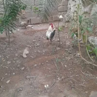 تعداد مرغ وخروس محلی