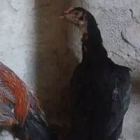 خروس ومرغ لاری