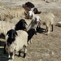 بره گوشتی و داشتی