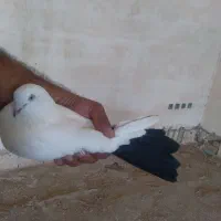 کبوتر