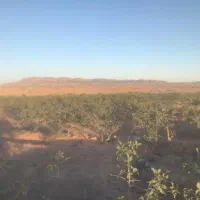 حراج باغ پسته