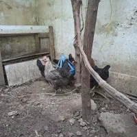 5 عدد مرغ تخم گذار