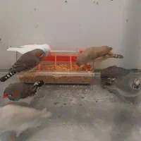 فنچ