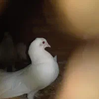 کبوتر دم چتری