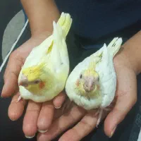 جوجه عروس هلندی