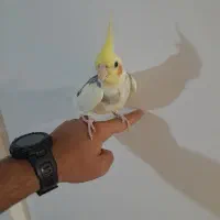 جفت عروس هلندی