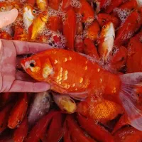 مولد ماهی قرمز