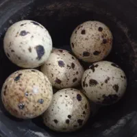 تخم بلدرچین تازه
