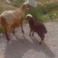 میش داشتی وبره پای پروار