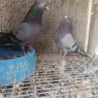 نروماده سبز
