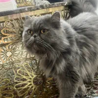 گربه اسکاتیش