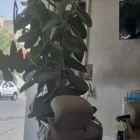 19متر تجاری