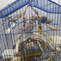 قفس وعروس هلندی