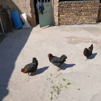مرغ سیاه