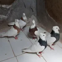 کبوتر طوقی