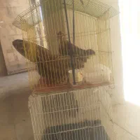 قفس پرنده