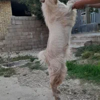 کهره نرِ فرانسوی