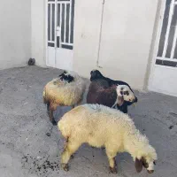 بره‌ داشتی‌