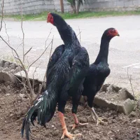 خروس اوشامو وارداتی حلقه پا دانگ بالا