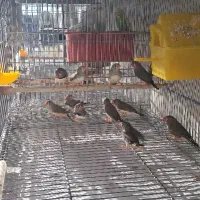 عروس هلندی
