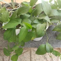 گل و گیاه طبیعی