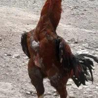 جوجه لاری فرووشی خاص