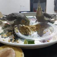 عروس هلندی