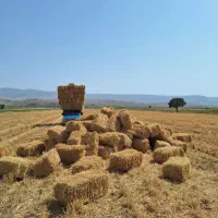پرس گندم درجه یک  تحول در دامداری
