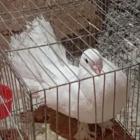 یک دم چتری نر ه گرفتنی سالم