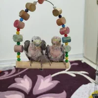 دو عدد عروس هلندی