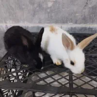 خرگوش