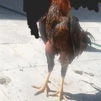خروس لاری