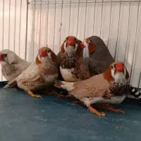انواع فنچ کینگ جانبودرجه یک نروماده