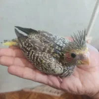 عروس هلندی سرلاکی