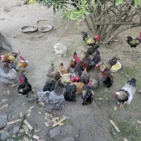 تخم نطفه دار گردن لختی