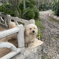 سگ خونگی ۸ماهه