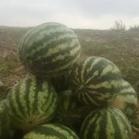 هندوانه