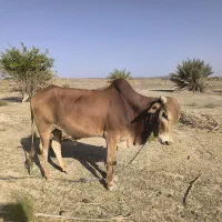 گاونر|حیوانات مزرعه|مهرستان, |دیوار