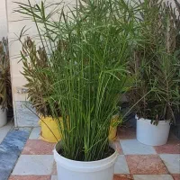 گل خانگی وشاداب