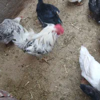 مرغ خروس اوردک