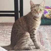 گربه بالغ به همراه بچه ی یکماهه