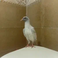 کبوتر سرور وسبز کالی  که جوجه سرورن