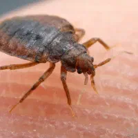 سمپاشی سوسک کابینتی ساس موش سم پاشی مورچه موریانه